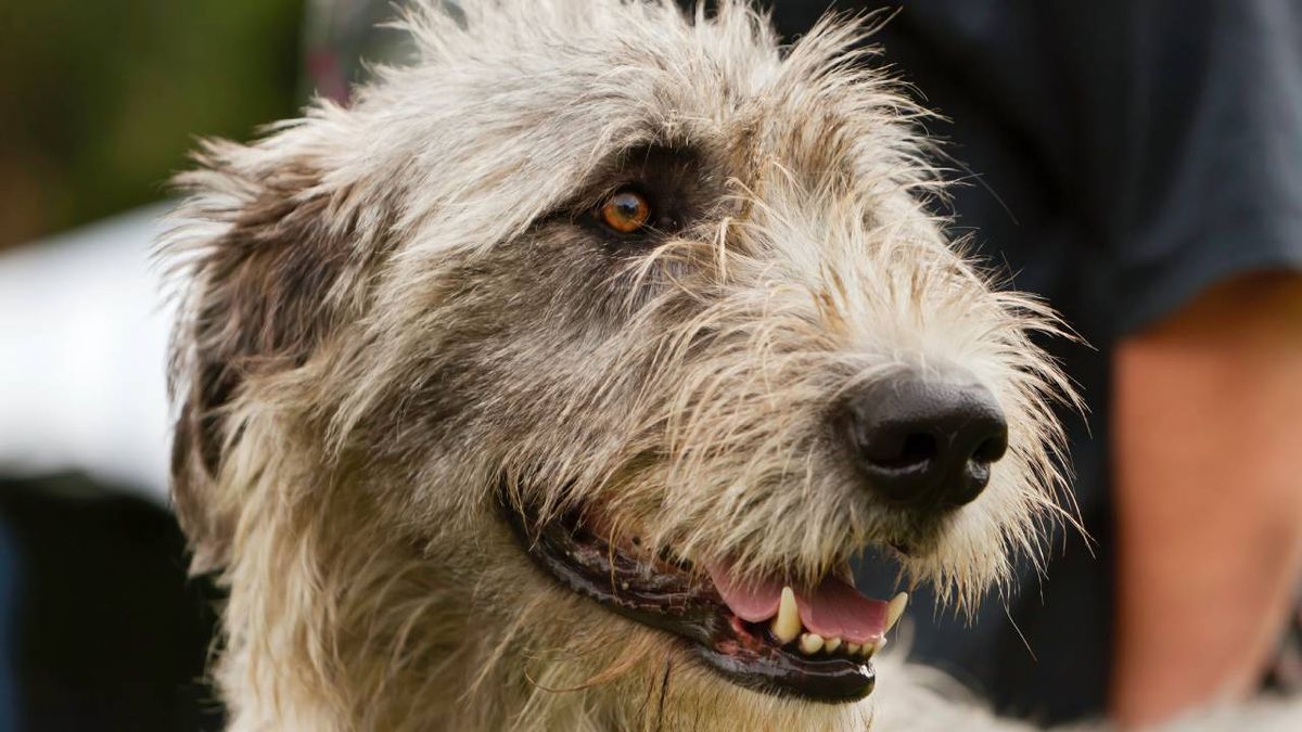 El Lobero irlandés es una raza de perro de gran tamaño y largura