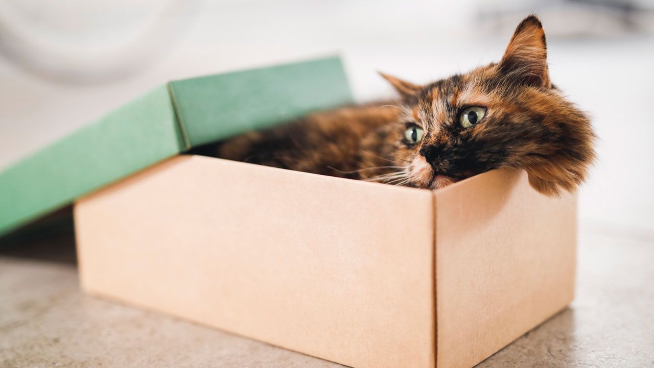 gato caja