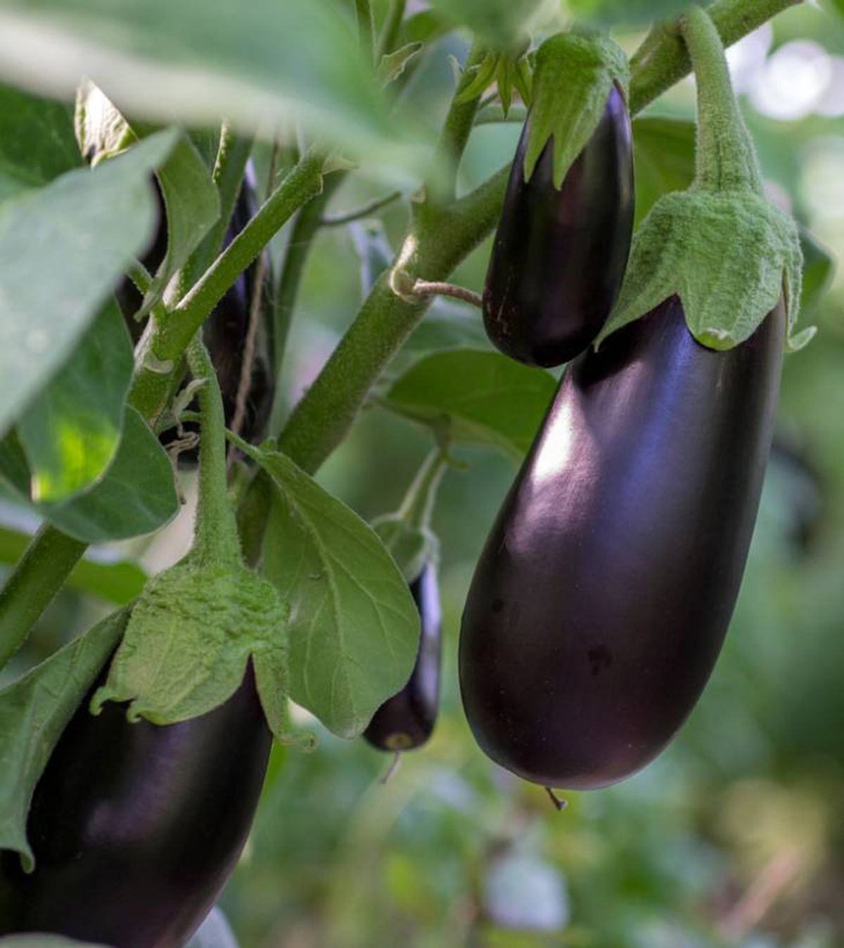 sembrar berenjenas en abril