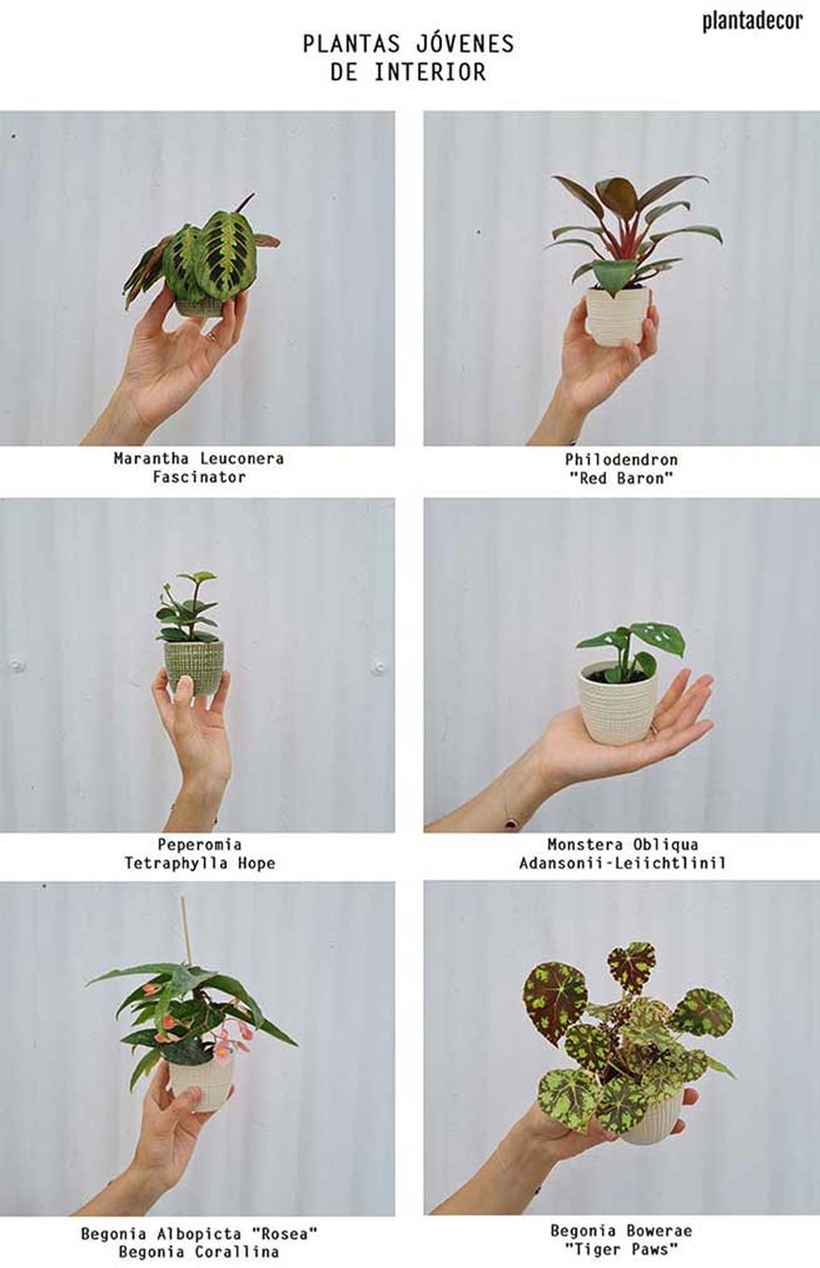 plantas jovenes de interior plantadecor