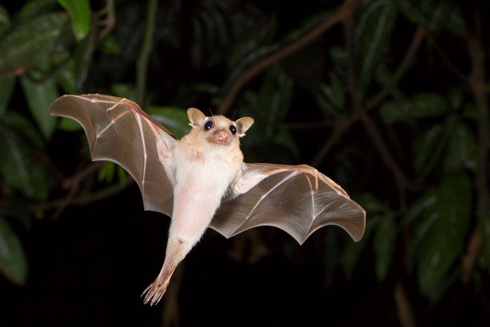 animales murcielagos 9