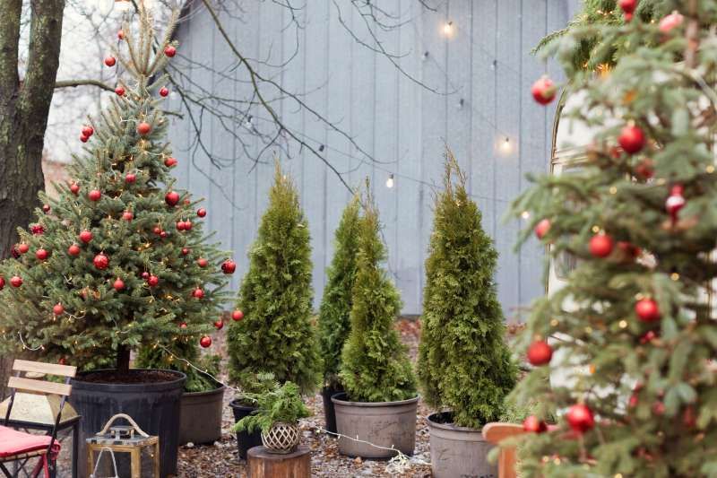 Árboles de Navidad en el jardín decorados con bolas rojas.