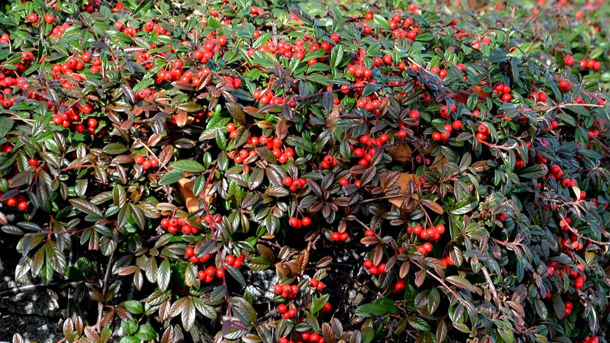 Cotoneaster salicifolius caracteristicas cuidados reproduccion jardinatis