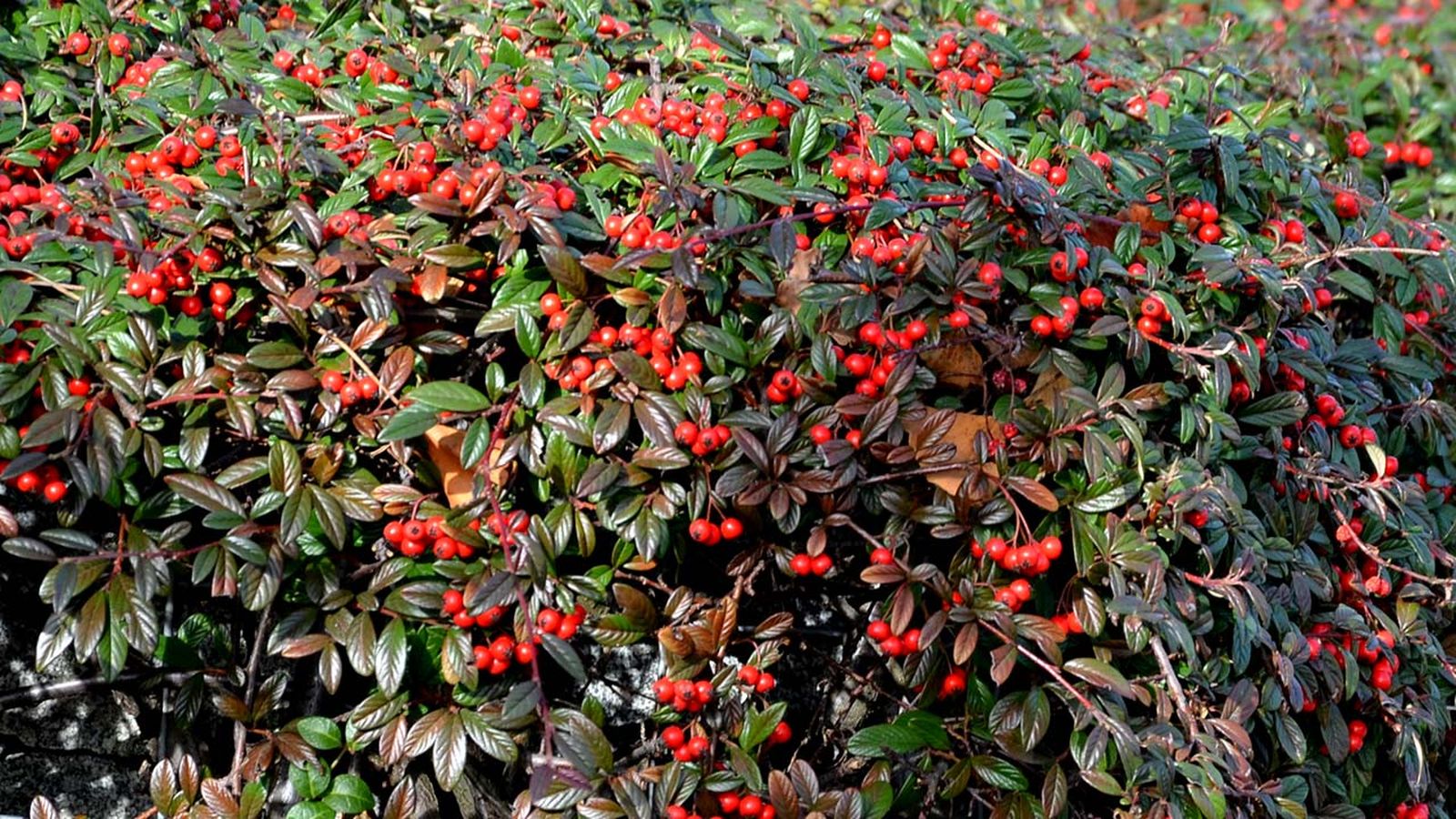 Cotoneaster salicifolius caracteristicas cuidados reproduccion jardinatis