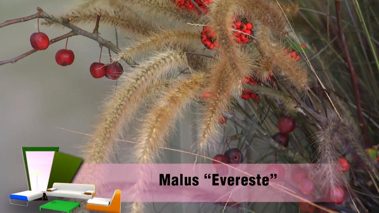 DEKO_JARDIN_604_Bayas invierno centros florales malus evereste