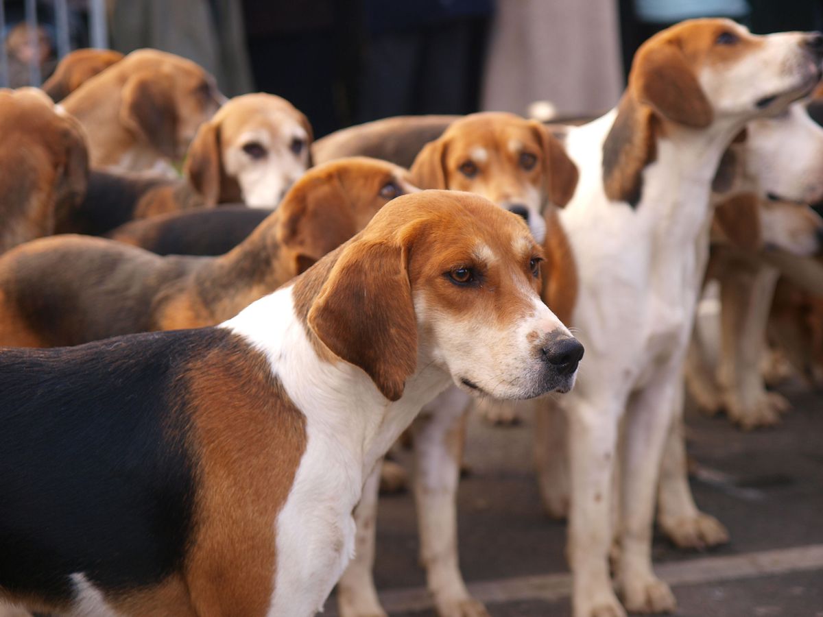perros ingleses foxhound