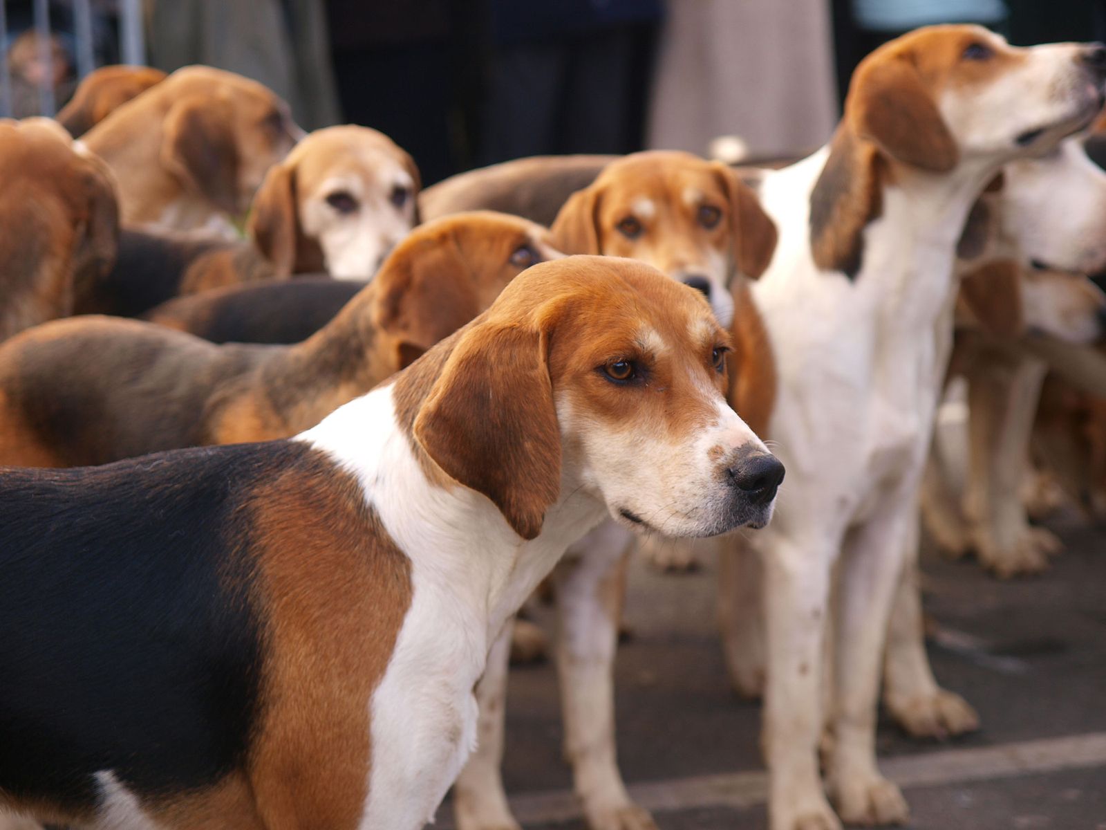 perros ingleses foxhound