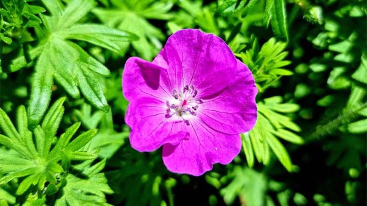 Geranium sanguineum