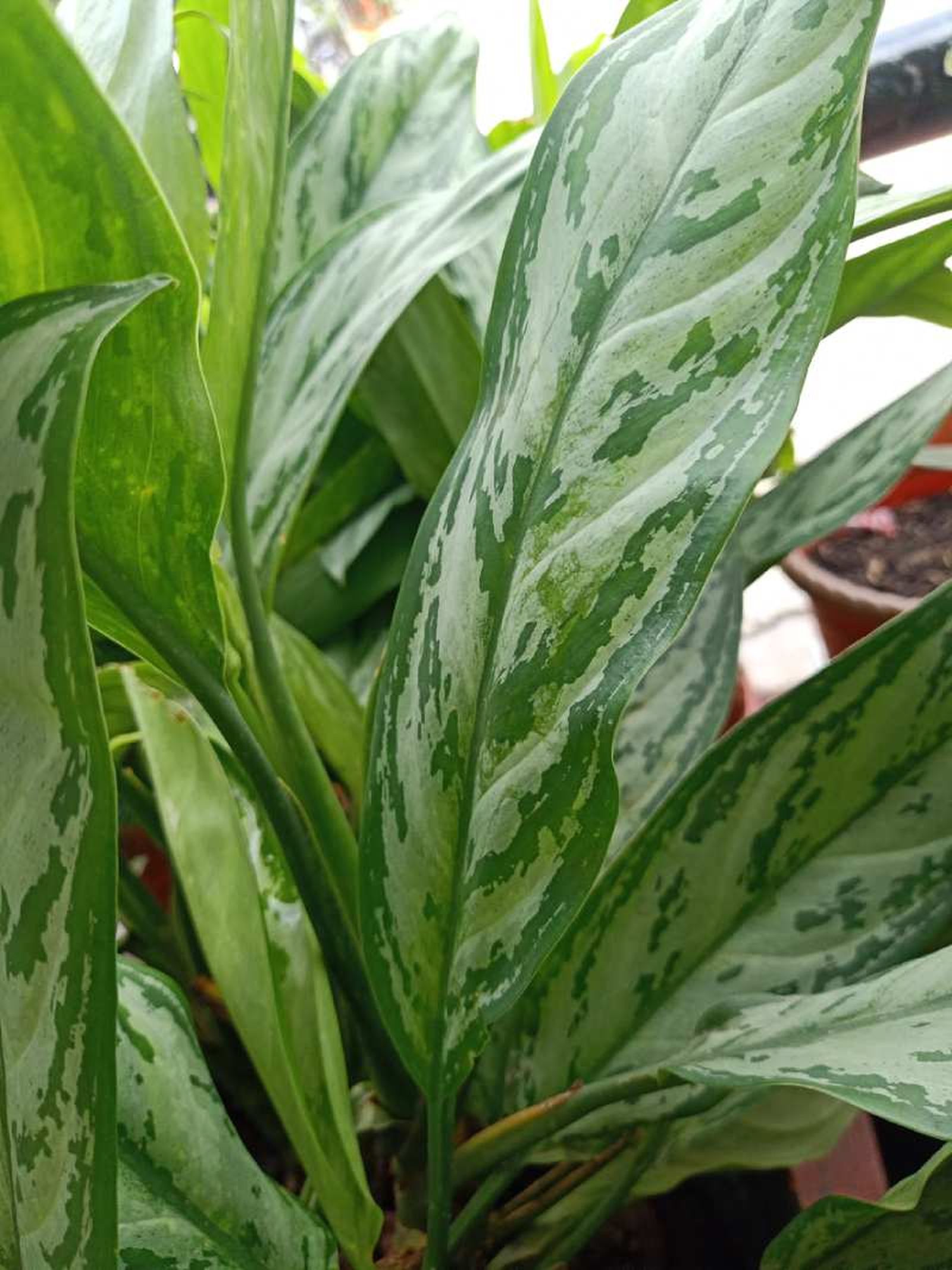 Las hojas de la Aglaonema Silver Queen tienen un patrón entre plateado y verde.