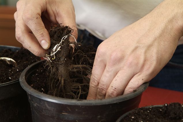 Plantaciondevivacespaso4