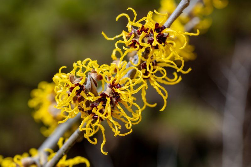 Sus flores aparecen entre octubre y marzo