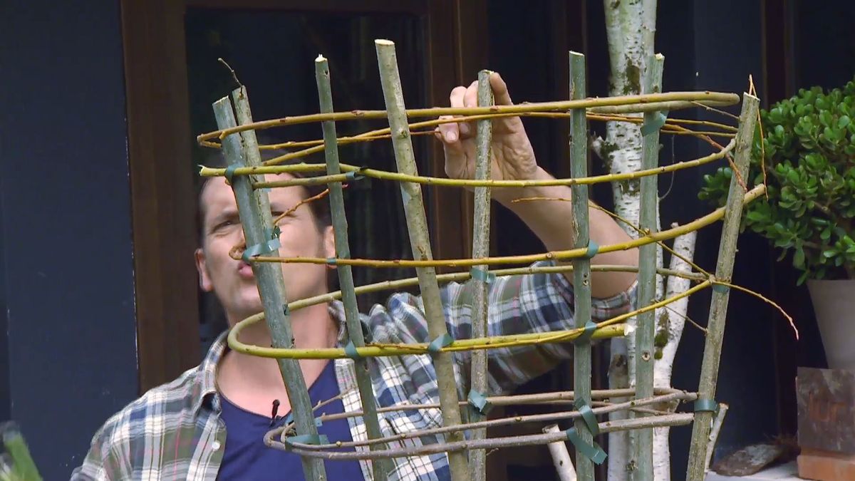 decogarden 653 variedad clematies paso 5