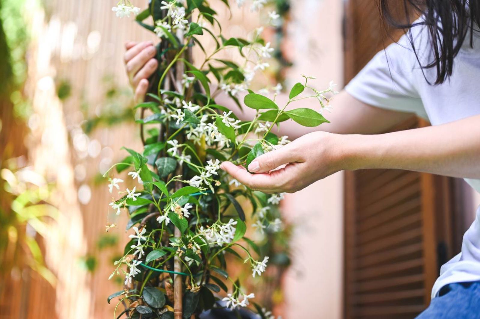 Ciertas plantas tienen la capacidad de llenar de vida y color los balcones.