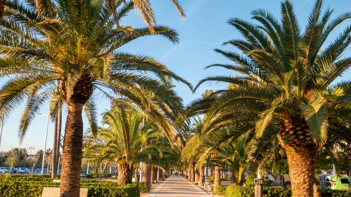 tipos de palmeras en espana