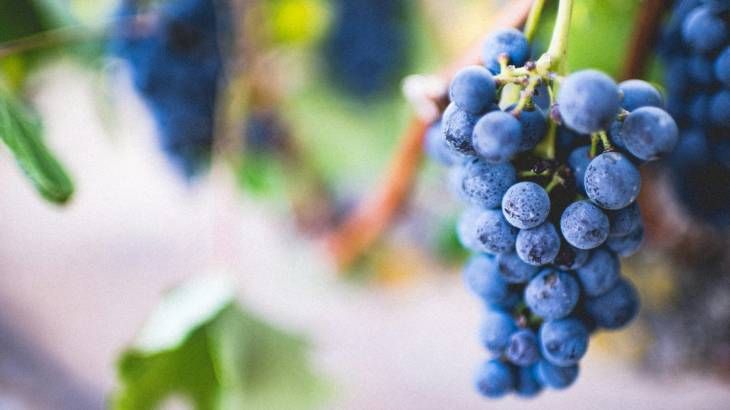 los gatos pueden comer uvas 8