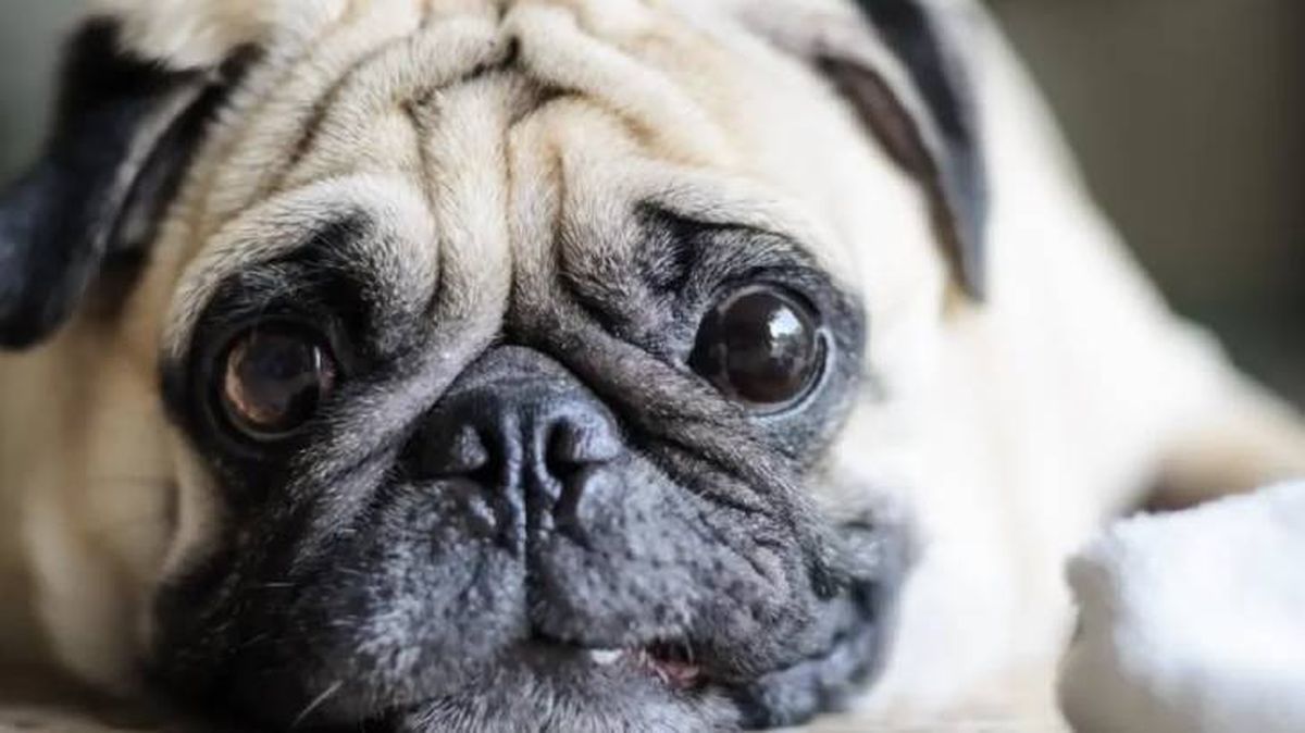 ojos rojos en perros 1 (1)