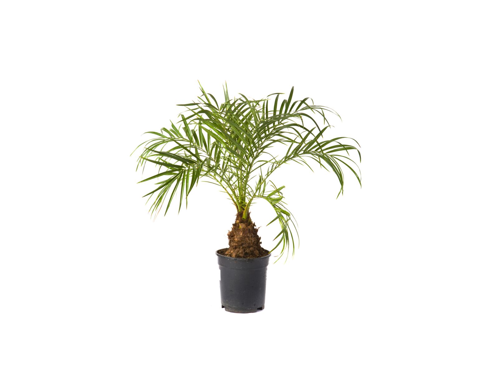 palmera de roebelen xl