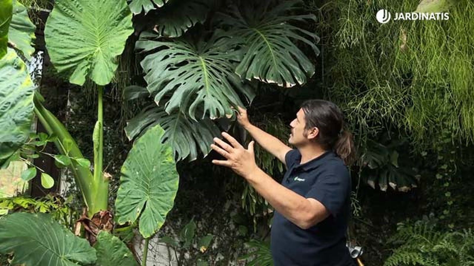 costilla de adan planta de hojas grandes jardinatis 22 16