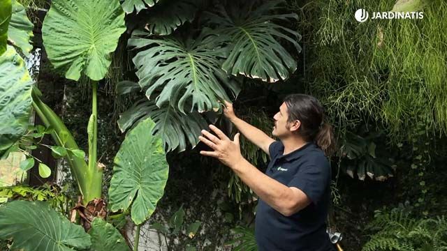 costilla de adan planta de hojas grandes jardinatis 22 16
