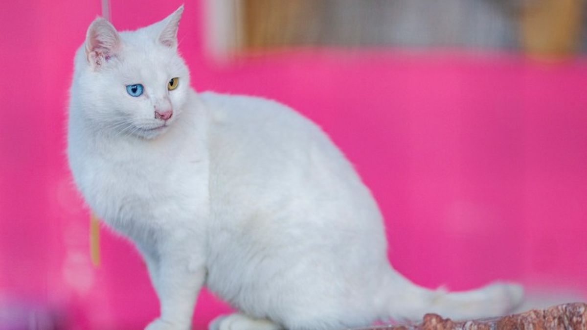 razas de gatos blancos van turco