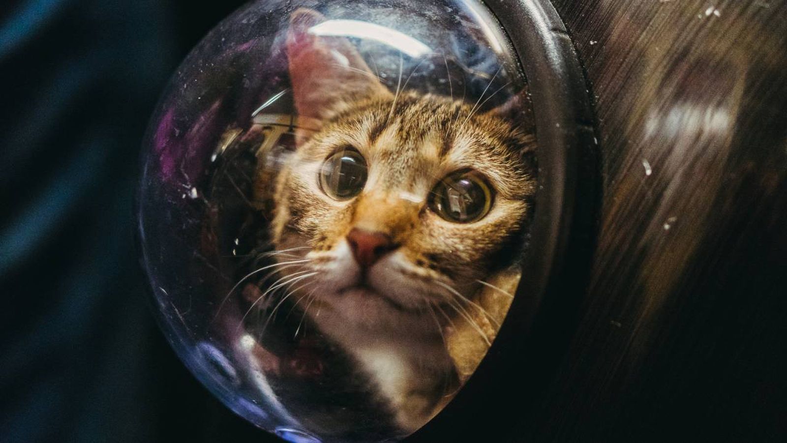 mochila para gatos xl