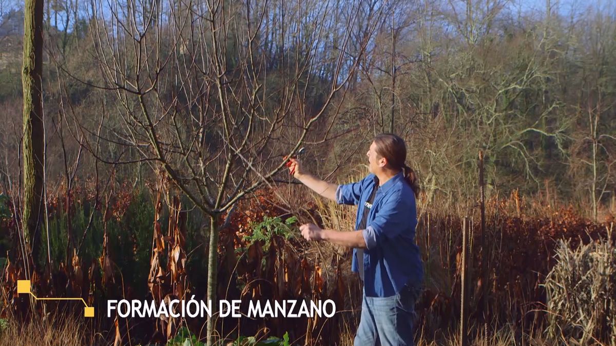 brico 938 3 conseguir manzano frutos xl