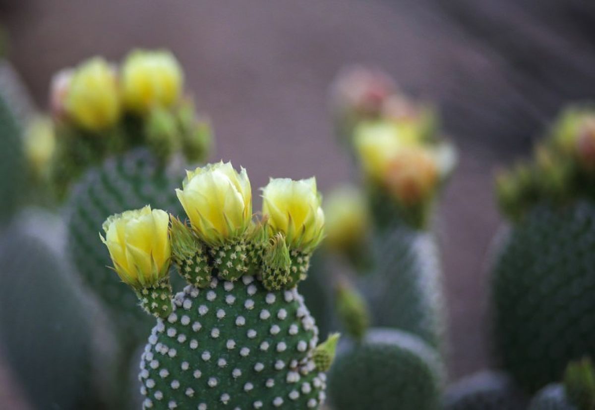Cactus orejas de conejo.