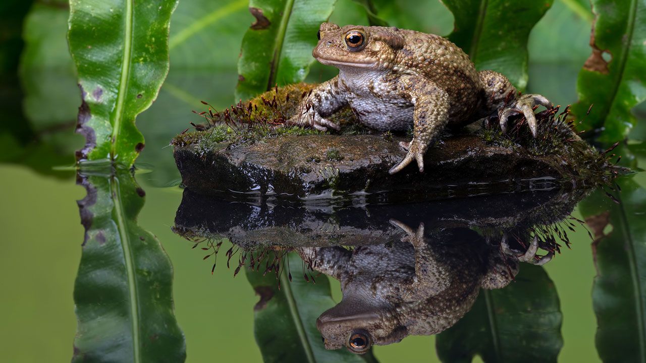 Sapo Bufo Habitat