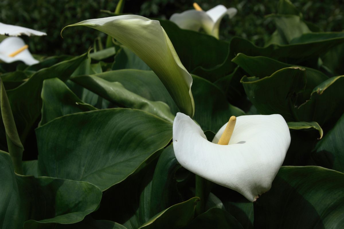 plantacion espatifilo xl