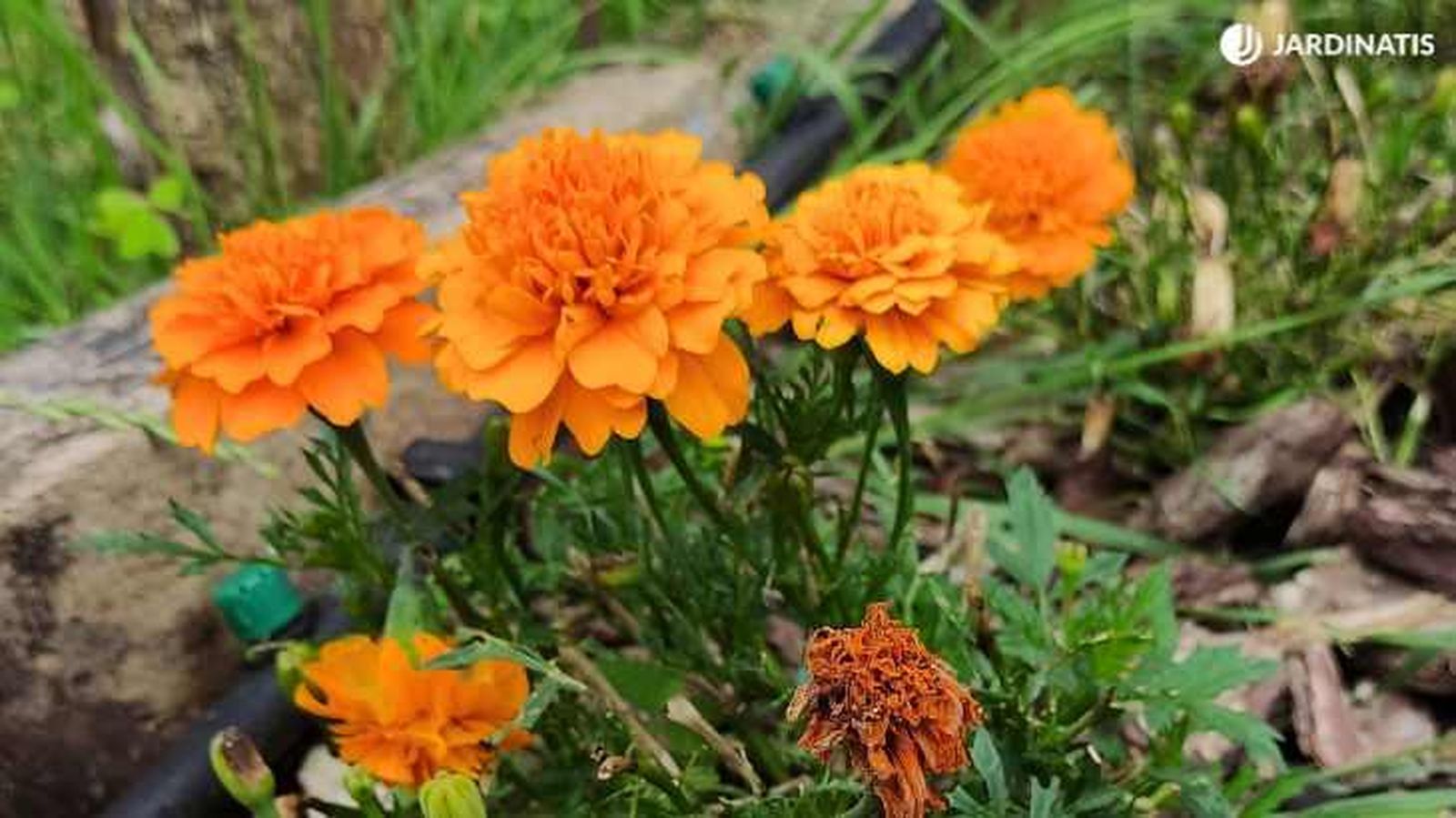Tagete de flores naranjas