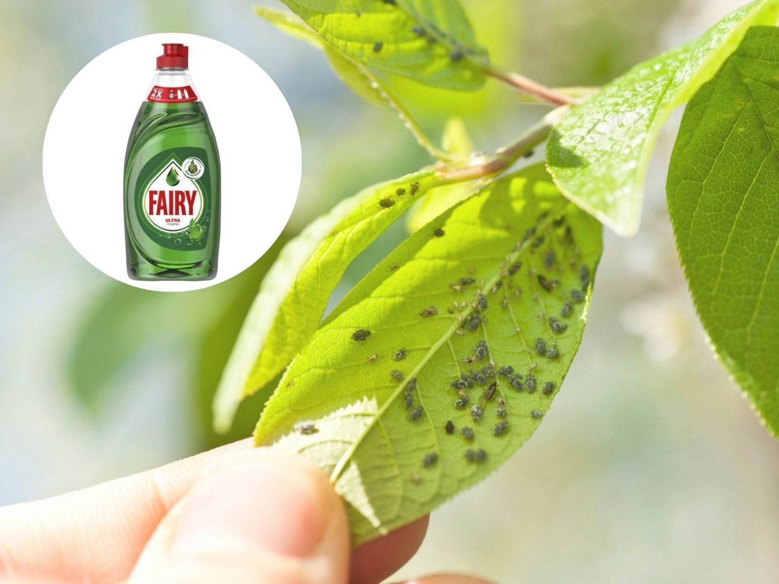 El Fairy se utiliza para combatir el pulgón de las plantas.