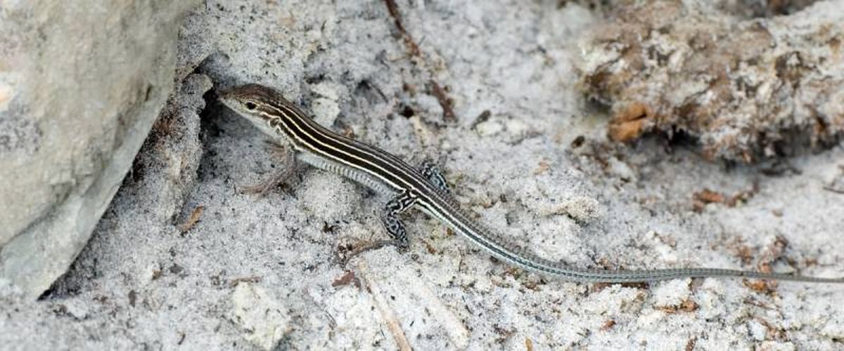 Existen especies formadas únicamente por individuos femeninos como la lagartija.