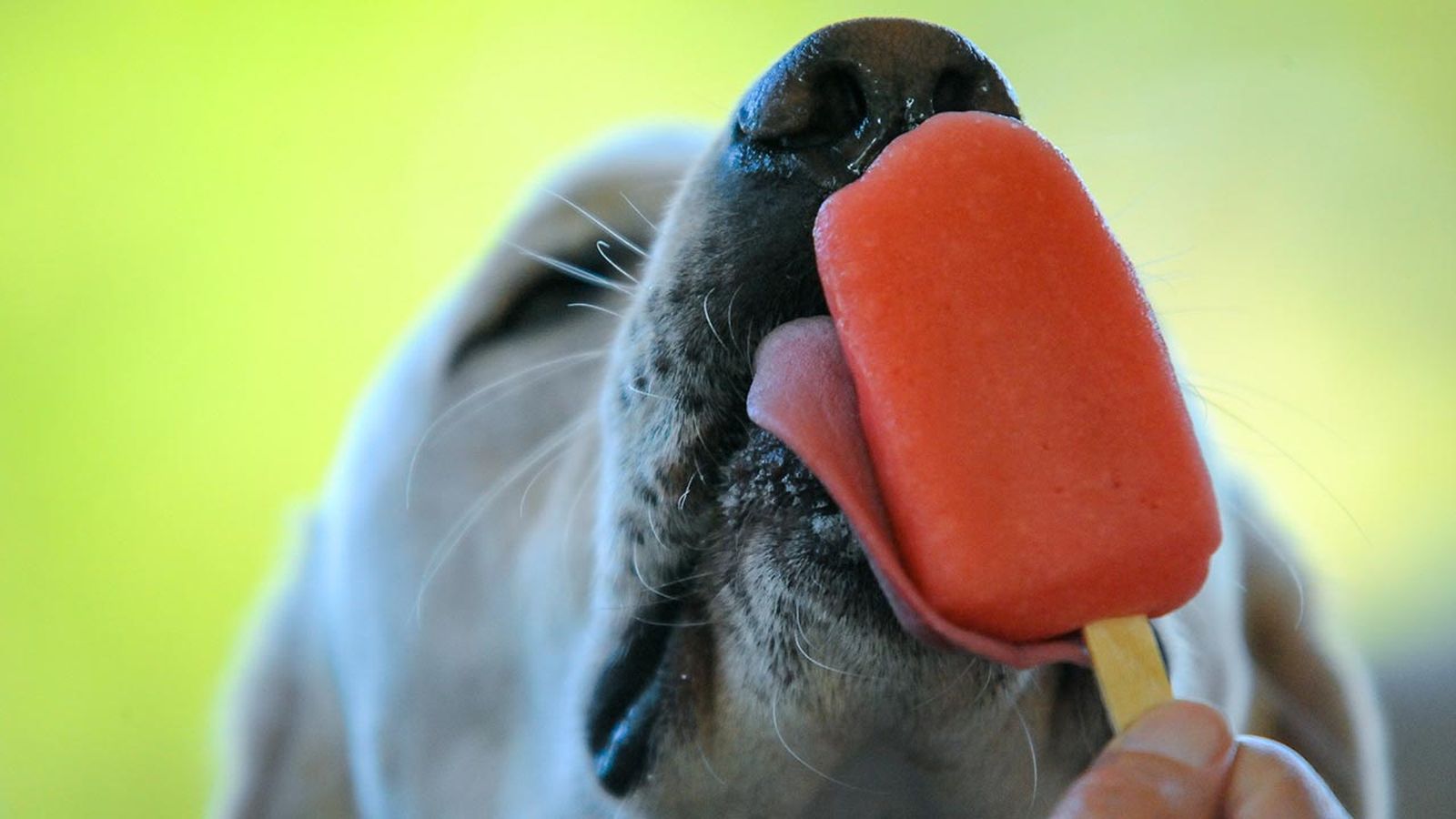 helados perro 2