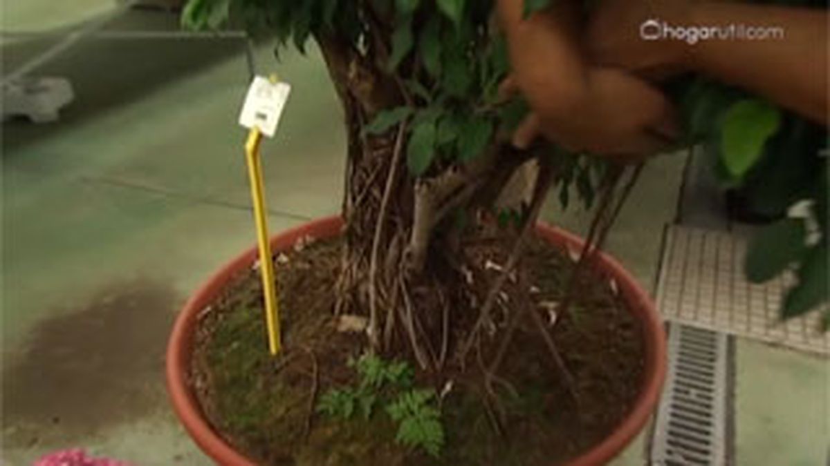 DEKO_JARDIN_403 aporte estetico ficus benjamina grande