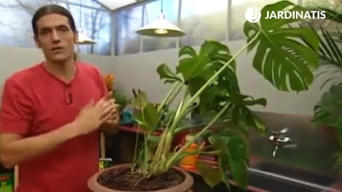 como enderezar los tallos de la costilla de adan brico jardin