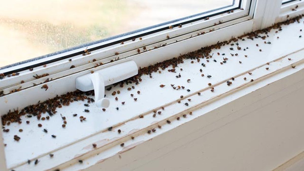 como evitar la aparicion de plagas en casa