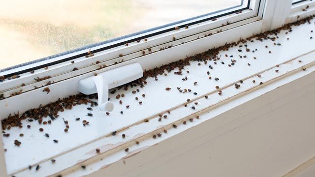 como evitar la aparicion de plagas en casa