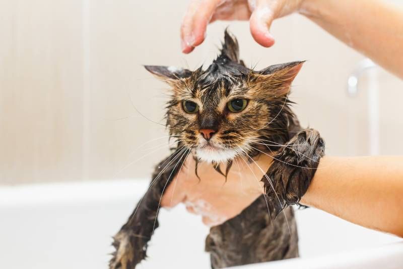 Poco a poco y con suavidad, échale agua por encima, intentando evitar las orejas y los ojos