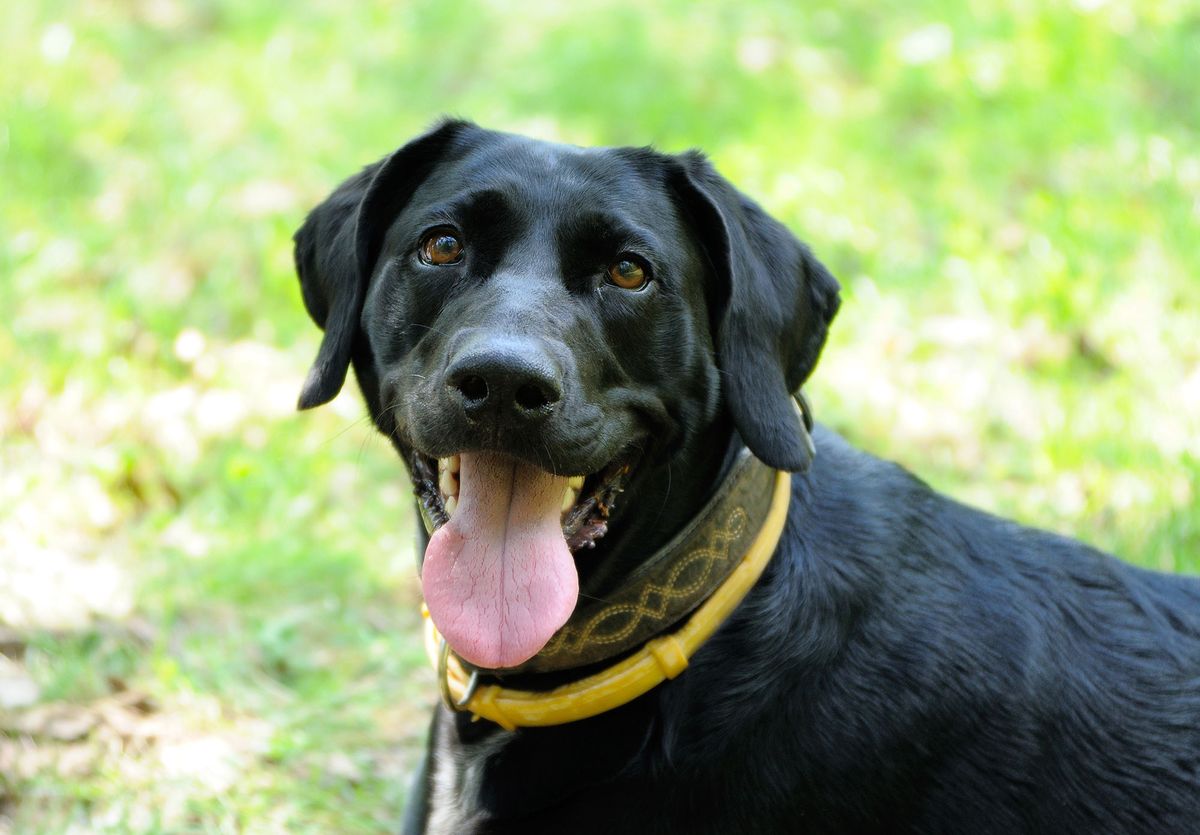 mascotas perros collar pulgas