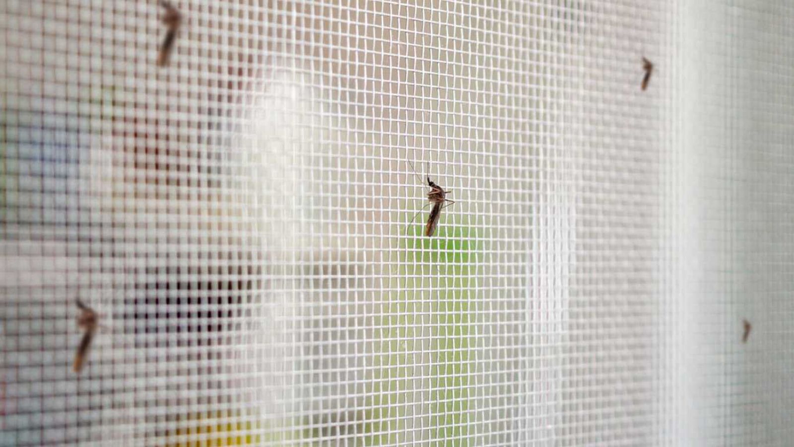 Una mosquitera en la ventana