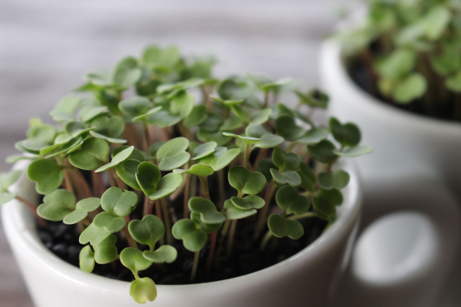 como cultivar brotes germinados