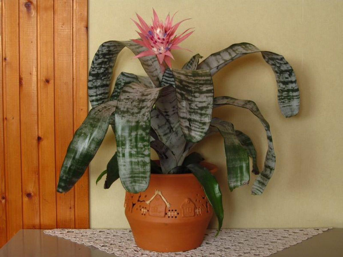 Bromelia