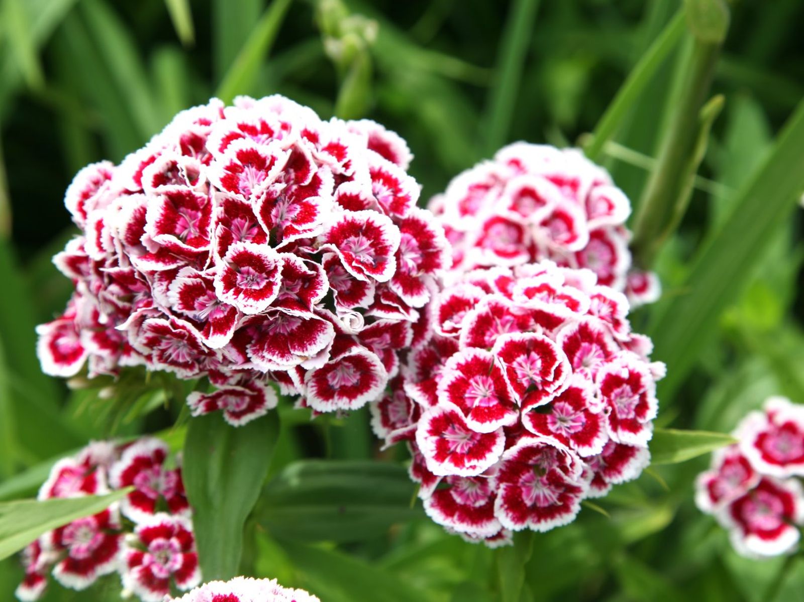 Dianthus barbatus.