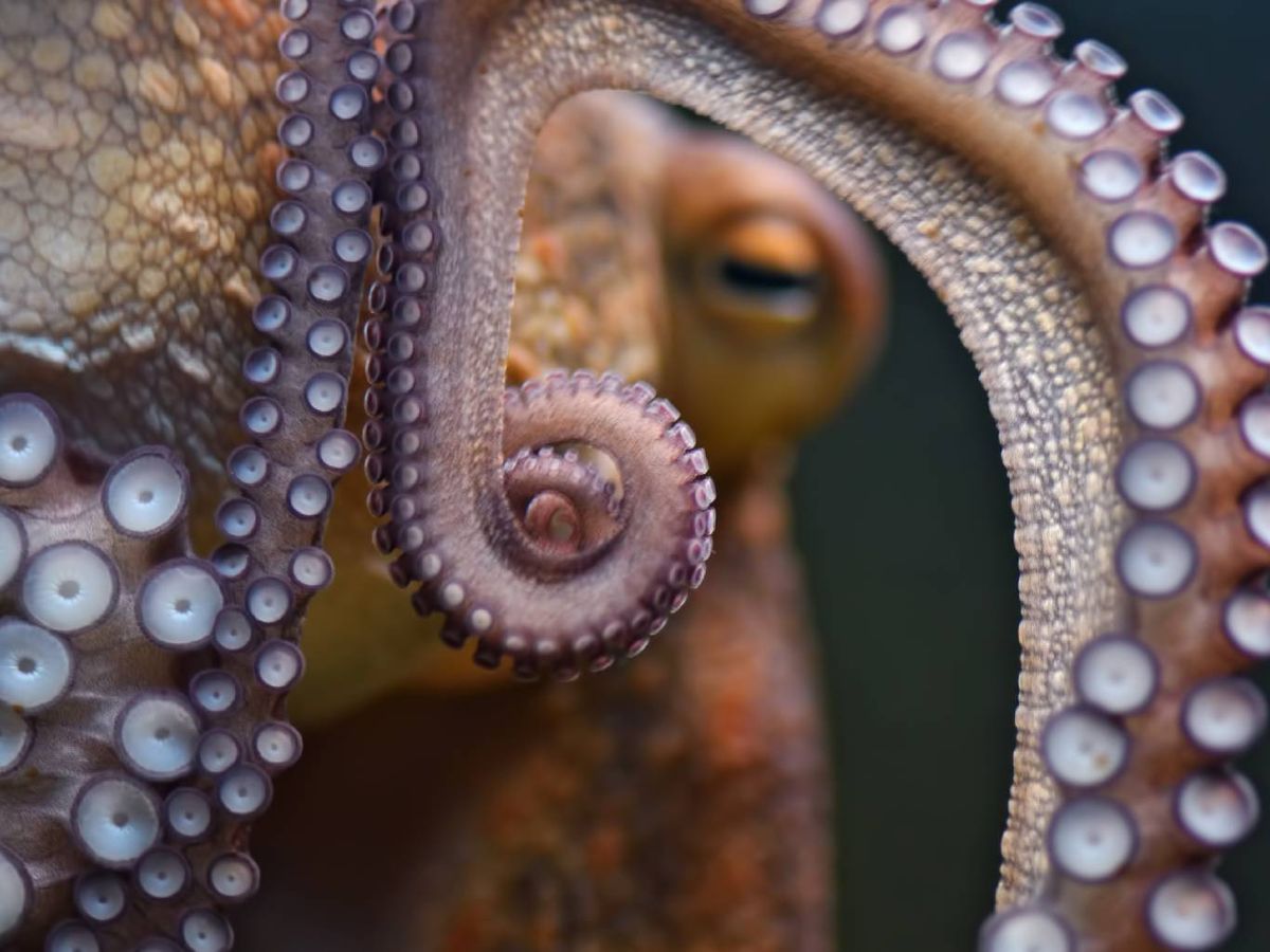 Esta adaptación es lo que permite a los pulpos sobrevivir y respirar en aguas frías.