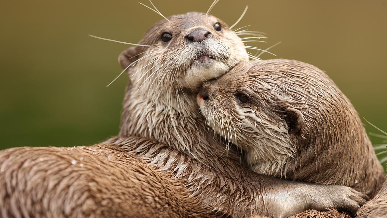 mejores abrazos mundo animal 4
