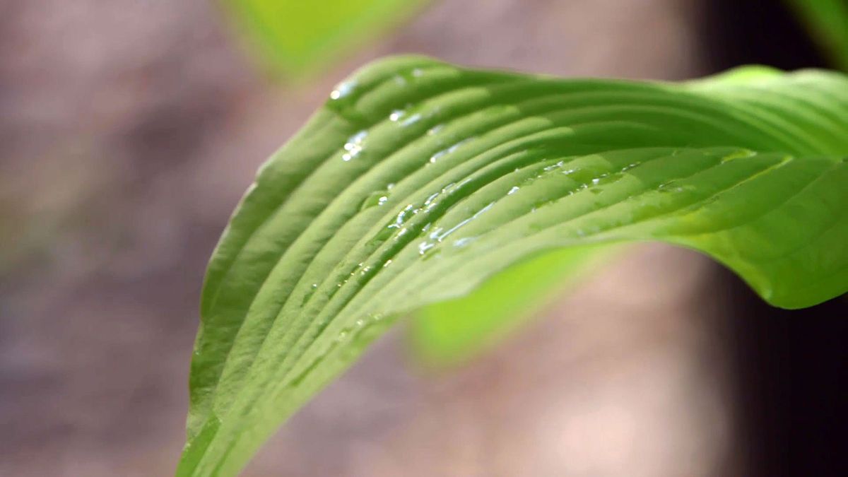 brico 0913 3 reproduccion cuidados hostas variedades hojas hostas detalle