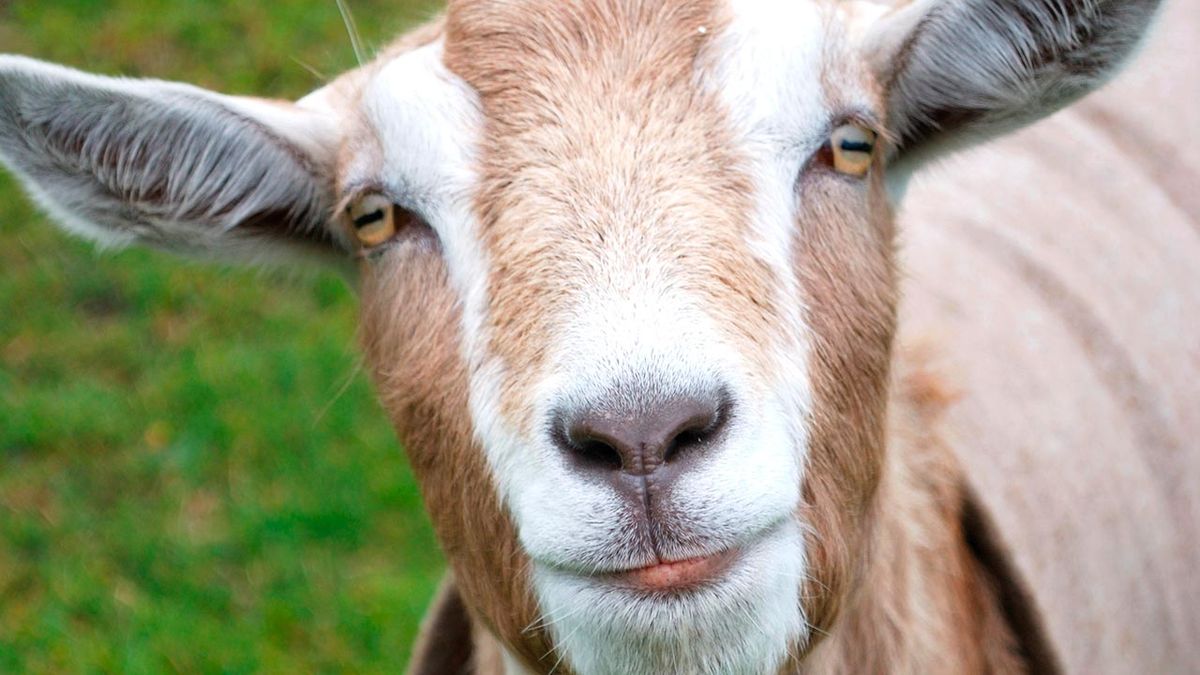 selfies divertidos animales granja 6