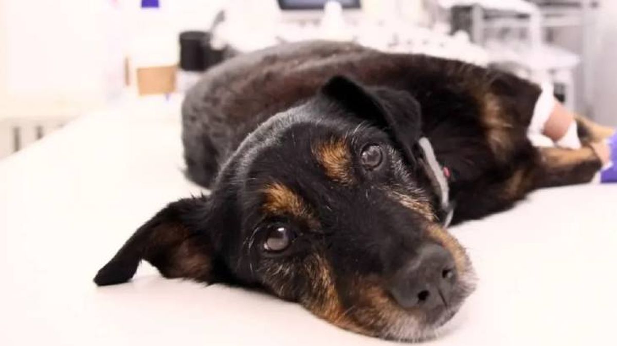 cushing en perros 2 (1)