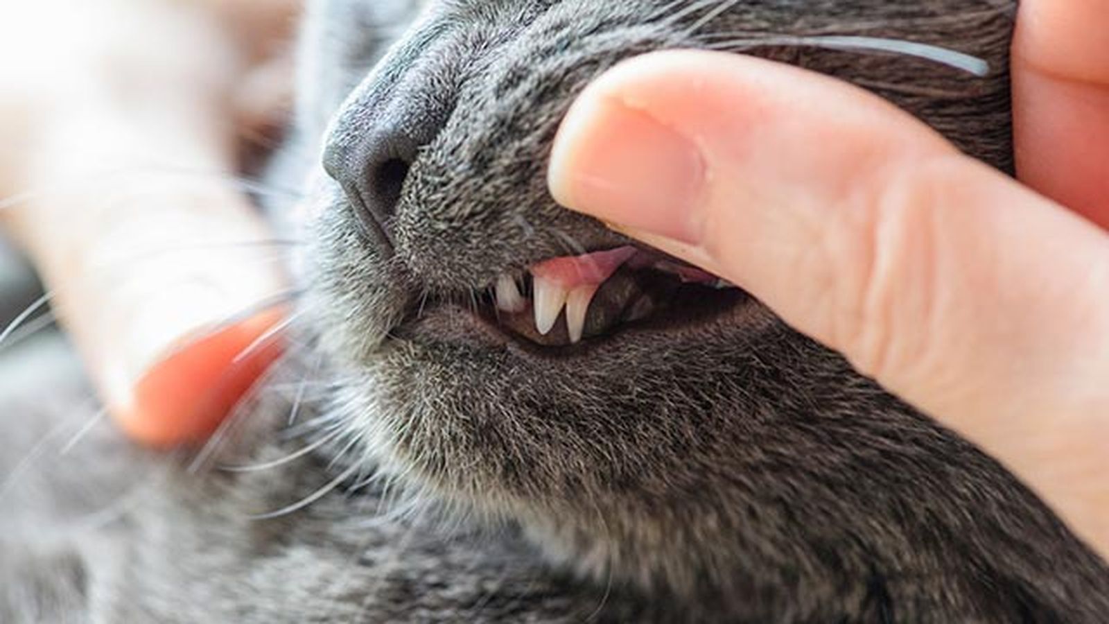 dientes de gato