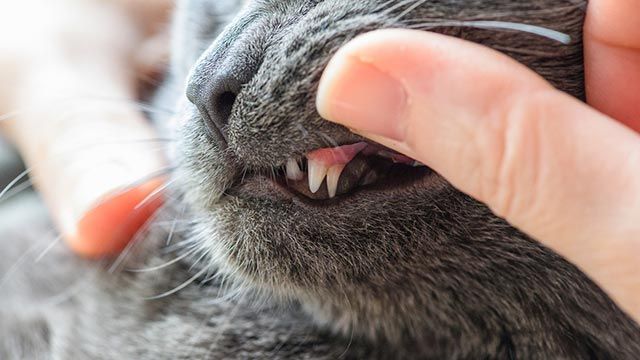 dientes de gato